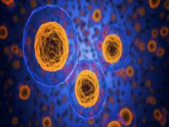 
      
      Damaged muscle can regenerate itself, finds study 
      
      