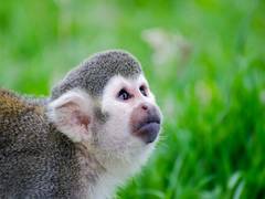 
      
      Monkeys facing extinction threat due to climate change,...
      
      