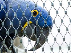 
      
      Video platforms normalise exotic pets and their trade: Study
      
      