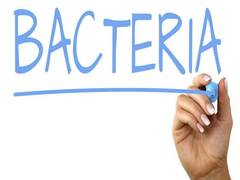 
      
      Bacteria may contribute more to climate change as planet...
      
      