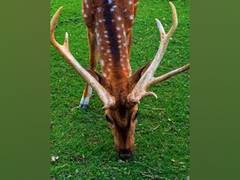
      
      7 rare deer found dead in Pak's Bahawalpur Zoo, 12 others critical
      
      