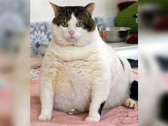 
      
      Cat-owner approaches Kerala HC against vehicle pass denial by...
      
      