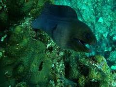 
      
      Underwater loudspeakers can help restore coral reef
      
      