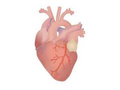 
      
      Researchers discover a stem cell therapy that can help heal...
      
      