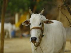 
      
      Tamil Nadu: Cow bites country-made bomb used to kill wild...
      
      
