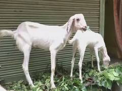 
      
      MP: Goats being bought, sold online ahead of Bakra Eid 2020
      
      