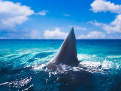 
      
      Scientists show technology can save people from shark bites
      
      