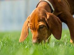 
    Researchers find with impressive accuracy, dogs can sniff out coronavirus
    