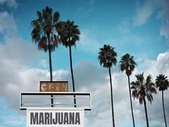 
      
      Cannabis ads on billboard, storefront linked to problematic...
      
      