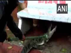 
      
      5-ft-long crocodile rescued from residential area in...
      
      