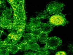 
      
      Immune therapy targets cells that cause leukemia relapse
      
      