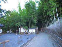 
      
      'Chikurin no Michi', a bamboo forest in Japan's Kyoto...
      
      