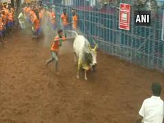 
      
      Jallikattu begins in Tamil Nadu
      
      