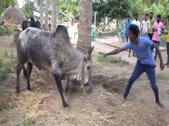 
      
      Bull training for Jallikattu in full swing ahead of Pongal 
      
      