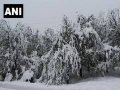 
      
      J-K: Apple harvest suffers due to snowfall in Shopian, Pulwama
      
      