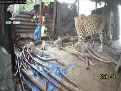 
      
      Leopardess gives birth to 4 cubs, takes them to jungle
      
      