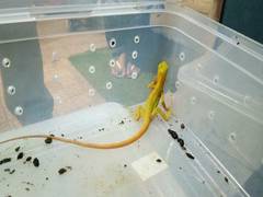 
      
      2 held for smuggling rare species of lizard, fish, tortoise...
      
      