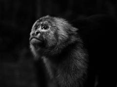 
      
      China reports first death due to Monkey B virus
      
      