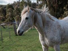 
      
      A horse's eyelids reveal a lot about its mood: Study
      
      