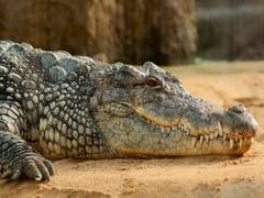
    Study: Crocodile evolution rebooted by Ice Age glaciations
    