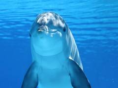 
      
      Dolphins adapt to survive invasive coastal constructions: Study
      
      