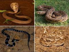 
      
      World Snake Day: Here's 5 deadliest snakes to beware of
      
      