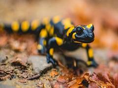 
      
      Climate change may affect distribution of salamander species
      
      