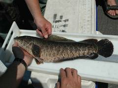
      
      Bad water conditions may drive snakeheads onto land: Study
      
      