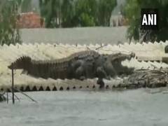 
      
      Karnataka: Crocodile spotted on house roof in flood-affected...
      
      