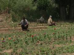 
      
       Govt revives Floriculture center in Srinagar destroyed in...
      
      