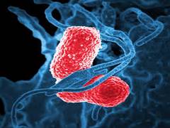 
      
      This molecule can combat antibiotic resistant superbugs 
      
      