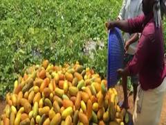 
      
      Kerala farmers face issues in selling cucumbers, watermelons...
      
      