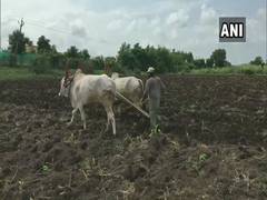 
      
      About 45 pc Kharif crops sowing completed in Nashik, says...
      
      