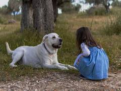 
      
      Study finds overweight dogs respond well to high-protein,...
      
      