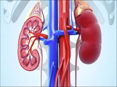 
      
      3,500 donated kidneys discarded every year in USA
      
      