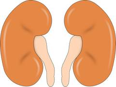 
      
      Study suggests lipid droplets protect kidney cells from being...
      
      