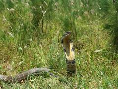 
      
      15-feet-long king cobra rescued from village in...
      
      