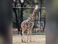 
      
      Four-year-old female giraffe Bubli dies in Hyderabad Zoo
      
      