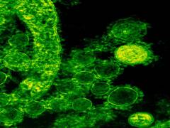
      
      Candida control: The cells that ward off fungal infections
      
      