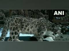 
      
      Rare species snow leopard spotted in Uttarakhand
      
      