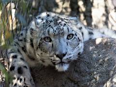
      
      Study finds zoo air has enough DNA to identify animals inside
      
      