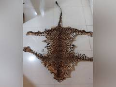 
      
      Odisha: Leopard skin seized, 2 arrested in Khordha
      
      