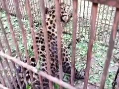 
      
      Pune: Man injured in leopard attack
      
      