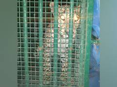 
      
      Hyderabad: Leopard in ICRISAT campus finally captured after 3...
      
      