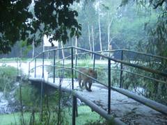 
      
      Rescue operation underway after leopard spotted in NTPC plant...
      
      