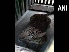 
      
      Maharashtra: Leopard captured by forest officials in Nashik
      
      