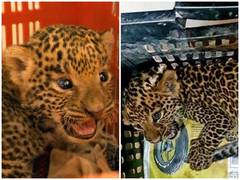 
      
      Maharashtra: 2 leopard cubs rescued by forest department,...
      
      