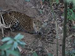 
      
      Leopard entangled in wire mesh rescued, taken to Darjeeling's...
      
      