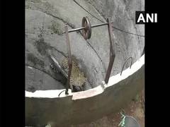 
      
      Leopard falls into well in Gujarat's Chhota Udepur, rescued
      
      