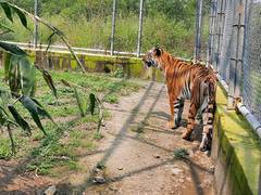 
      
      Hyderabad zoo staff rescue man from prohibited African Lion's...
      
      